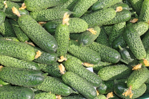  Lukhovitsy cucumbers: description and characteristics, advantages and disadvantages of the variety