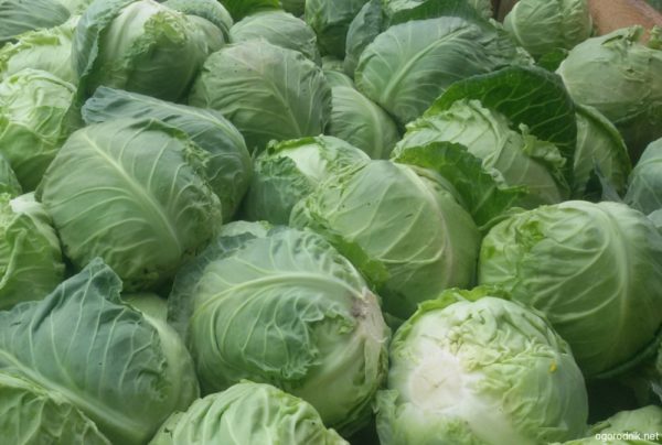 Règles de récolte et de stockage