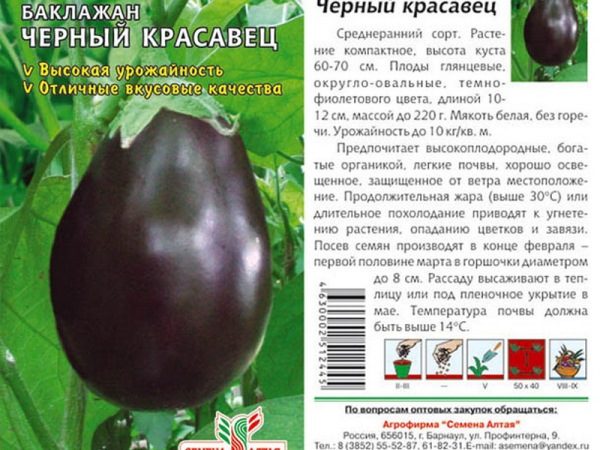 Patlıcan tohumu Siyah yakışıklı