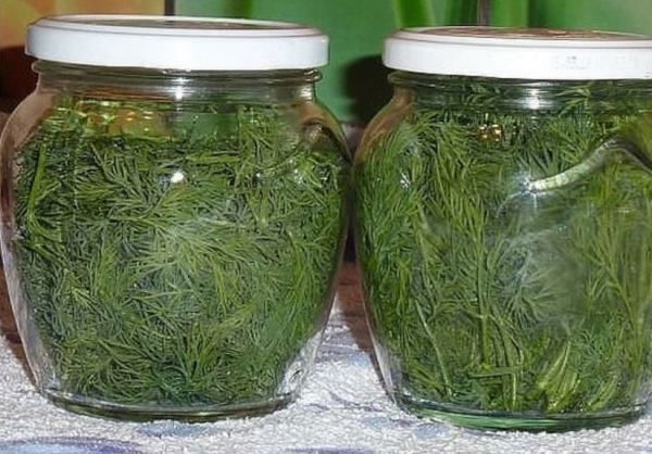 In hermetisch verschlossenen Gläsern kann frischer Dill mehrere Monate ohne Einfrieren gelagert werden.