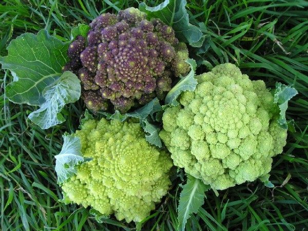 A good crop of cabbage Romanesco can be obtained in soils with an alkaline environment