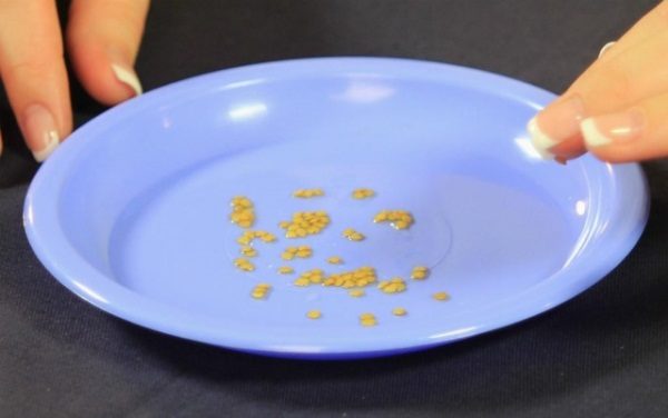 Trempage des graines de tomates dans la solution Appin