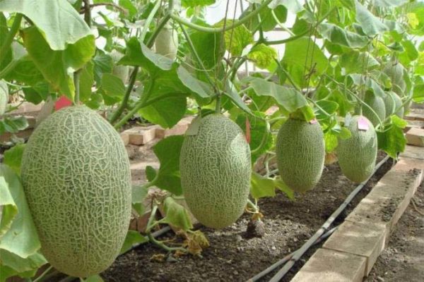 Melons mûrs prêts à être récoltés