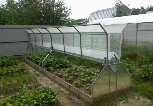 La serra deve essere ventilata giornalmente.