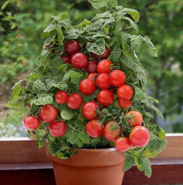 Variété de chambre de tomates bonsaï