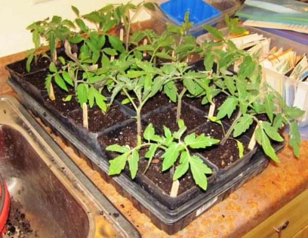 One week before transplanting, it needs to be tempered.