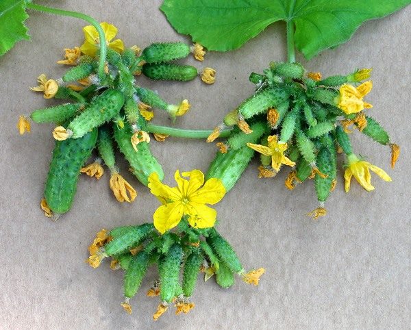 Устройство на греди на яйчниците от краставици