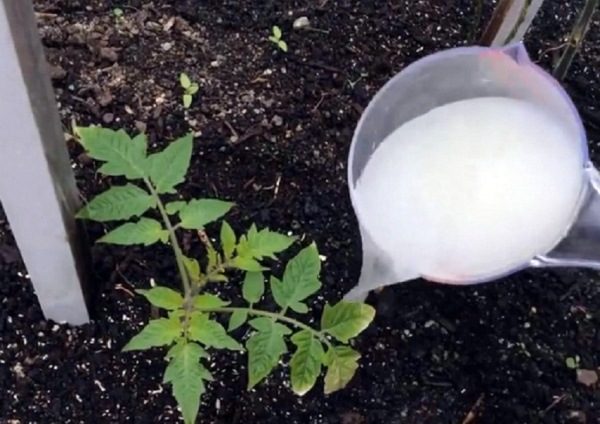 Pour augmenter le rendement en tomates, les plantes doivent être nourries avec des engrais organiques et minéraux.