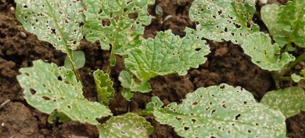 الآفات الرئيسية من الفجل