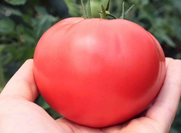  Alecrim de qualidade de tomate