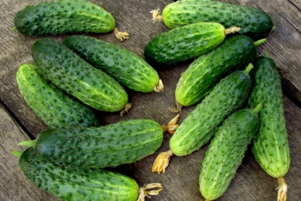 Recolha de pepinos deve ser diário, não permitindo que eles cresçam