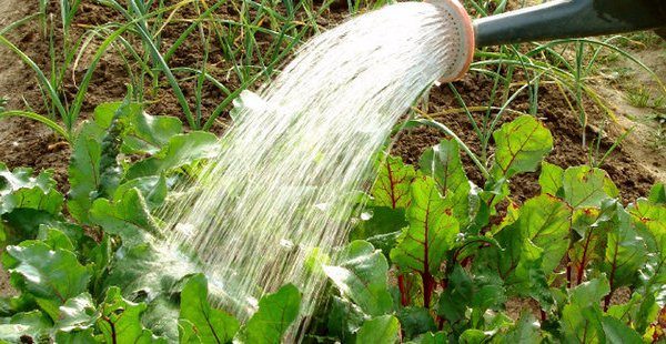 Beterraba de Detroit regada pelo menos 1 vez em 3-4 semanas