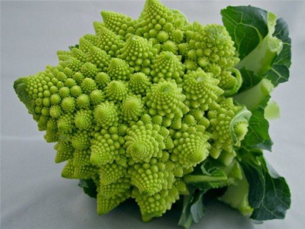 Cabbage grade Romanesco
