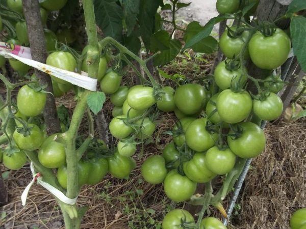 Tomate Torbay f1 diffère de l’arbuste déterminant de la tige