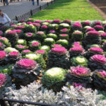 Декоративно зеле в дизайна на моравата