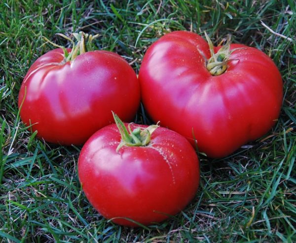 Pomodori maturi e succosi Messico
