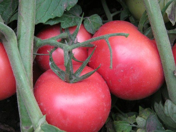 Pomodoro Cespuglio Rosa