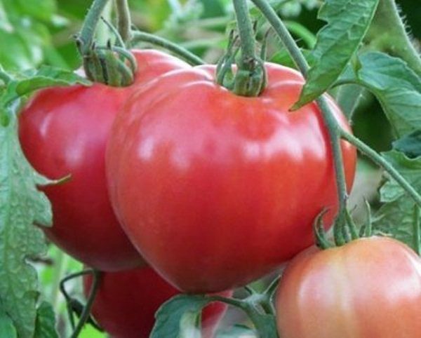 The heart-shaped fruits of Big Mommy's tomatoes reach a weight of 350 grams each.