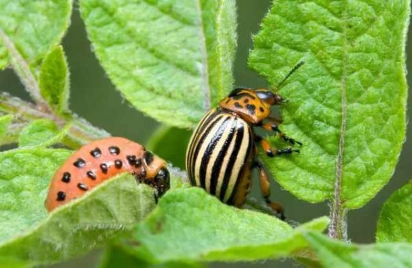 Colorado beetle and larva