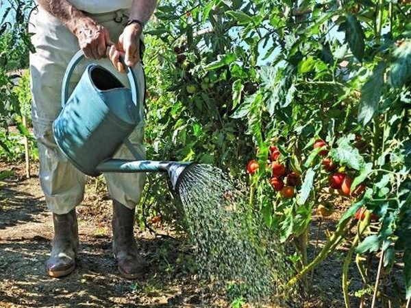 Properly watering tomatoes in open ground is very important for growth and fruit set.