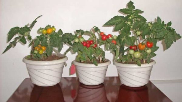 Les tomates Bonsai ne poussent pas plus haut qu'un demi mètre, se détachent rapidement