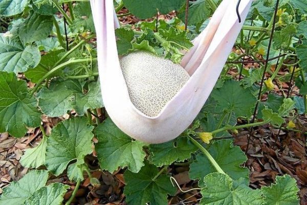 Jarretière Jarretière pour éviter de casser