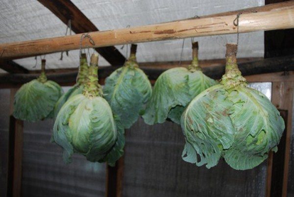 Valentine cabbage is very well preserved, suspended by a stalk