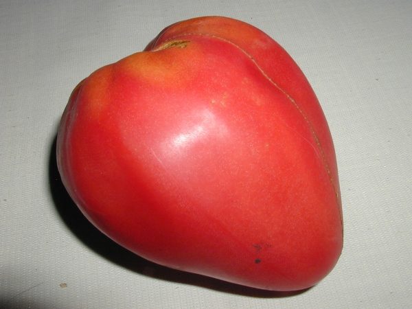 Les gros fruits rose-cramoisis de la tomate Mazarin sont en forme de cœur
