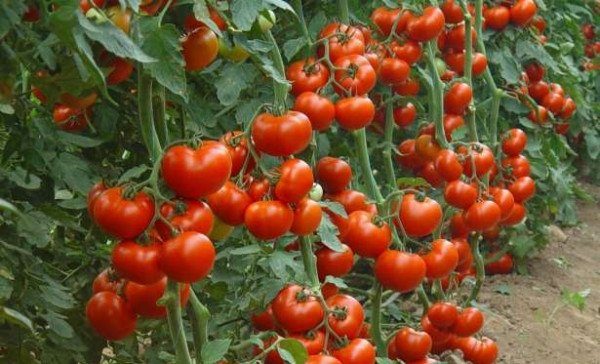 Le début ultra précoce de la maturation des tomates permet aux jardiniers d'éviter les dégâts des fruits causés par le mildiou