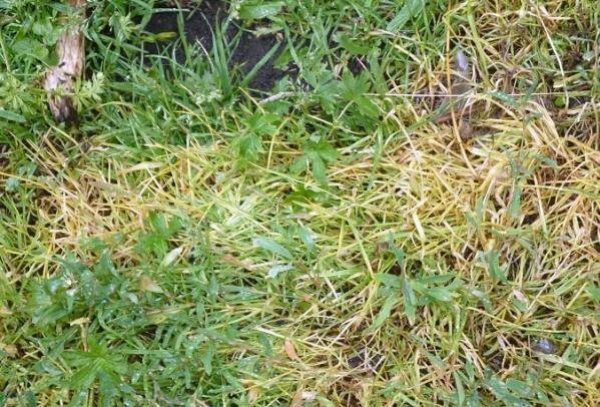 Le résultat de l'herbicide Titus