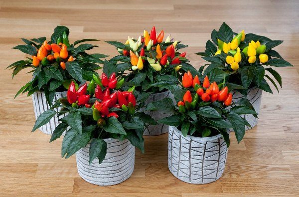 Капишко или декоративна чушка