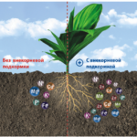 Soil pattern before and after fertilizer addition