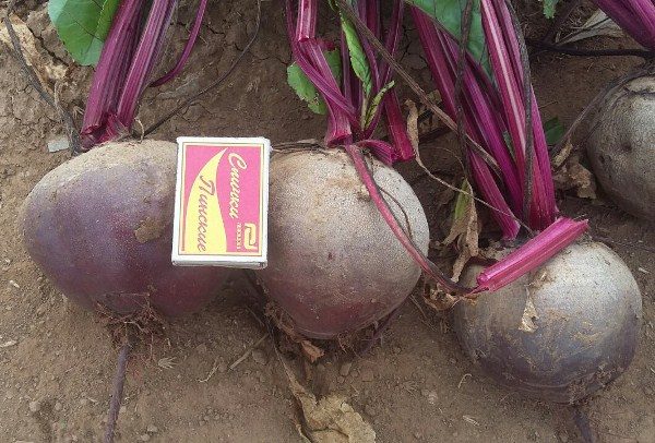 Цвеклото Pablo f1