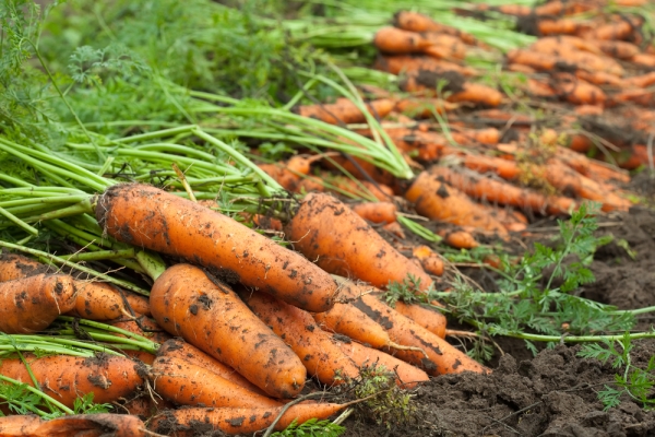 On a dry day, harvest, trim the tops, dry the carrots