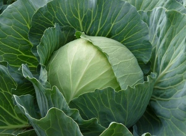  الملفوف Parel