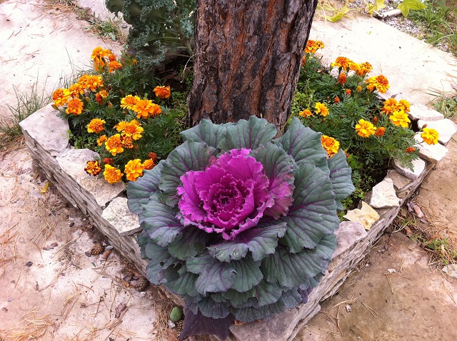  الملفوف الزخرفية