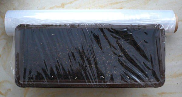 Μετά τη σπορά των σπόρων, καλύψτε το δίσκο με μεμβράνη.