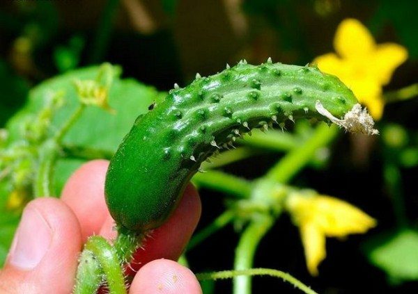 One sign of a lack of fertilizer is the hook shape of cucumbers.
