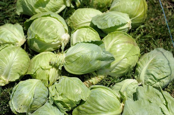 Récolte des variétés Amager réalisée fin septembre-octobre