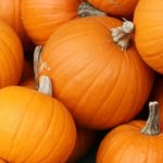 Variétés de citrouilles arbustives