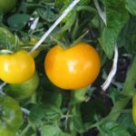 The most popular varieties of tomato