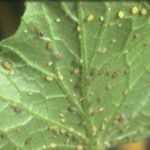 Kabak Aphid