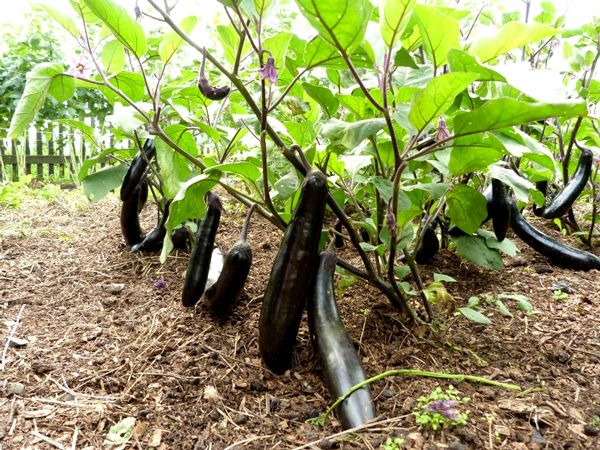  Growing eggplant in open field
