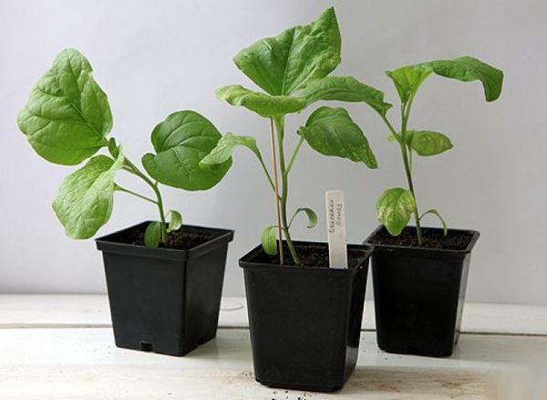 Transplantation of seedlings to the ground must be done before the budding period.