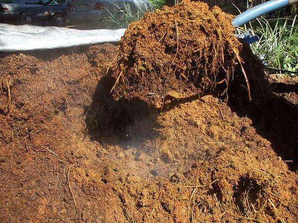 For feeding you can use rotted manure