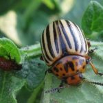 Colorado potato beetle is the most dangerous pest of eggplants