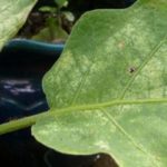 Spider mite