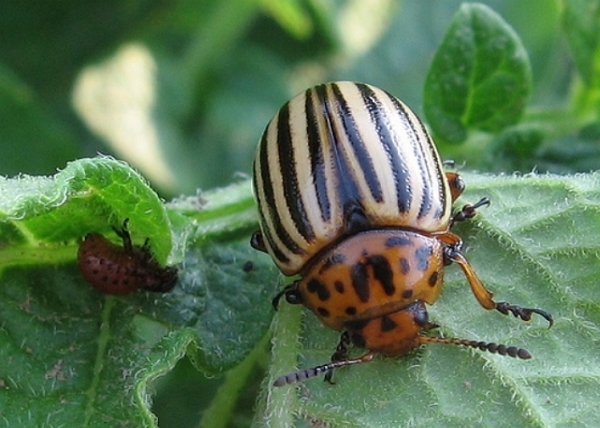  Colorado beetle on eggplant