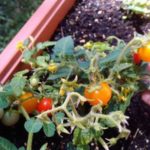 Μικρό μπονσάι