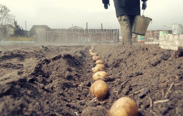 Planter des pommes de terre dans la région de Léningrad